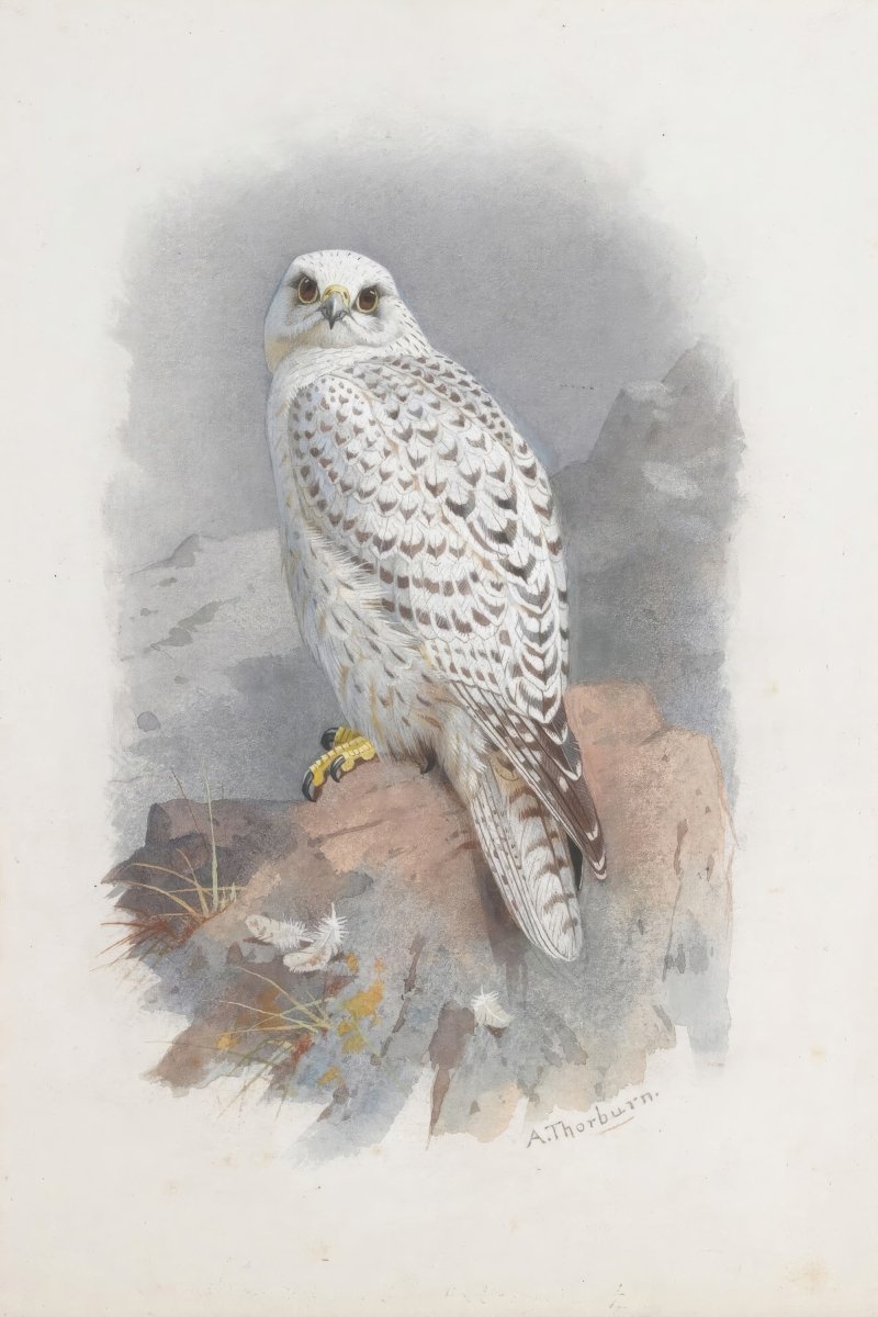 Greenland Gyrfalcon | Archibald Thorburn | Ave Legato Art Prints