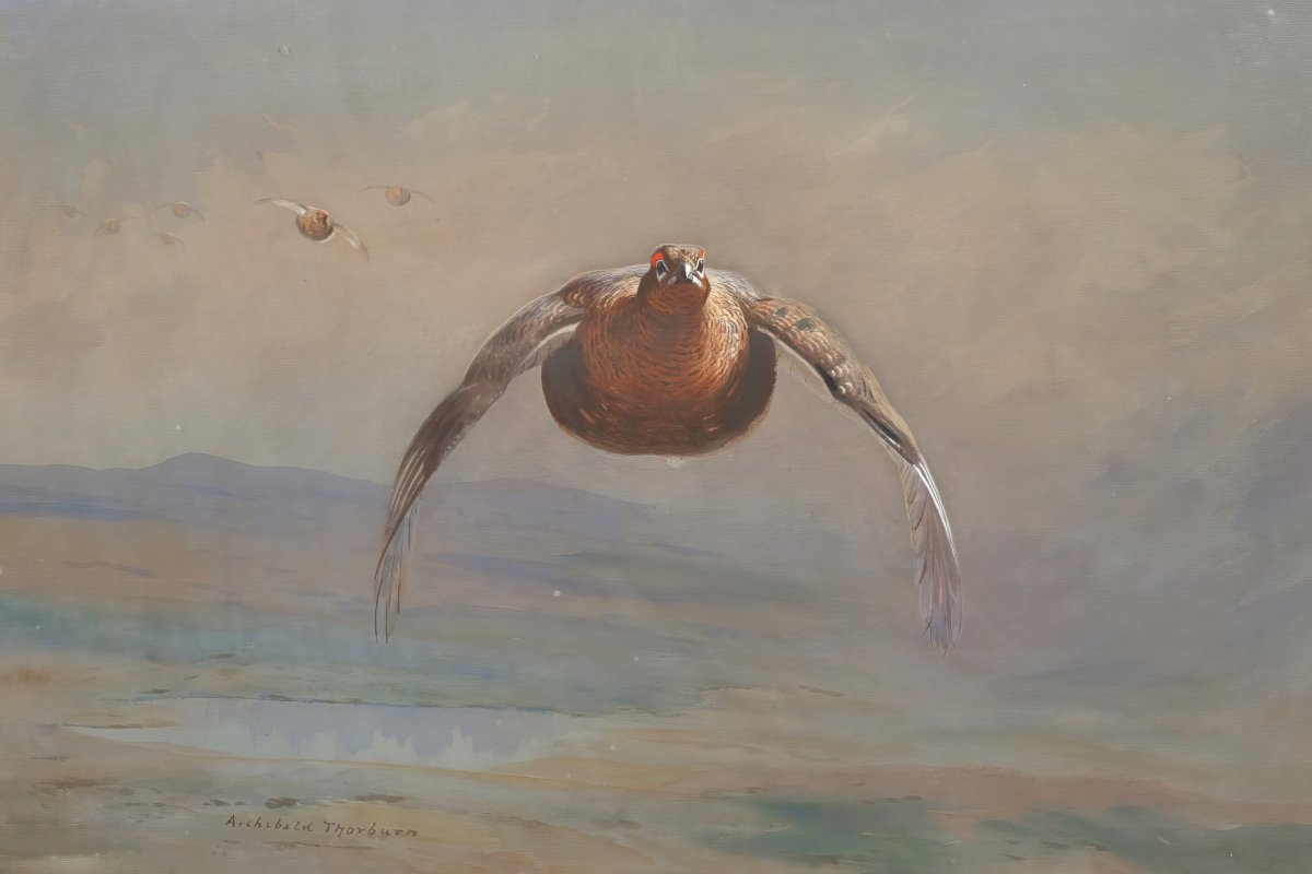 Grouse in Flight | Archibald Thorburn | Ave Legato Art Prints