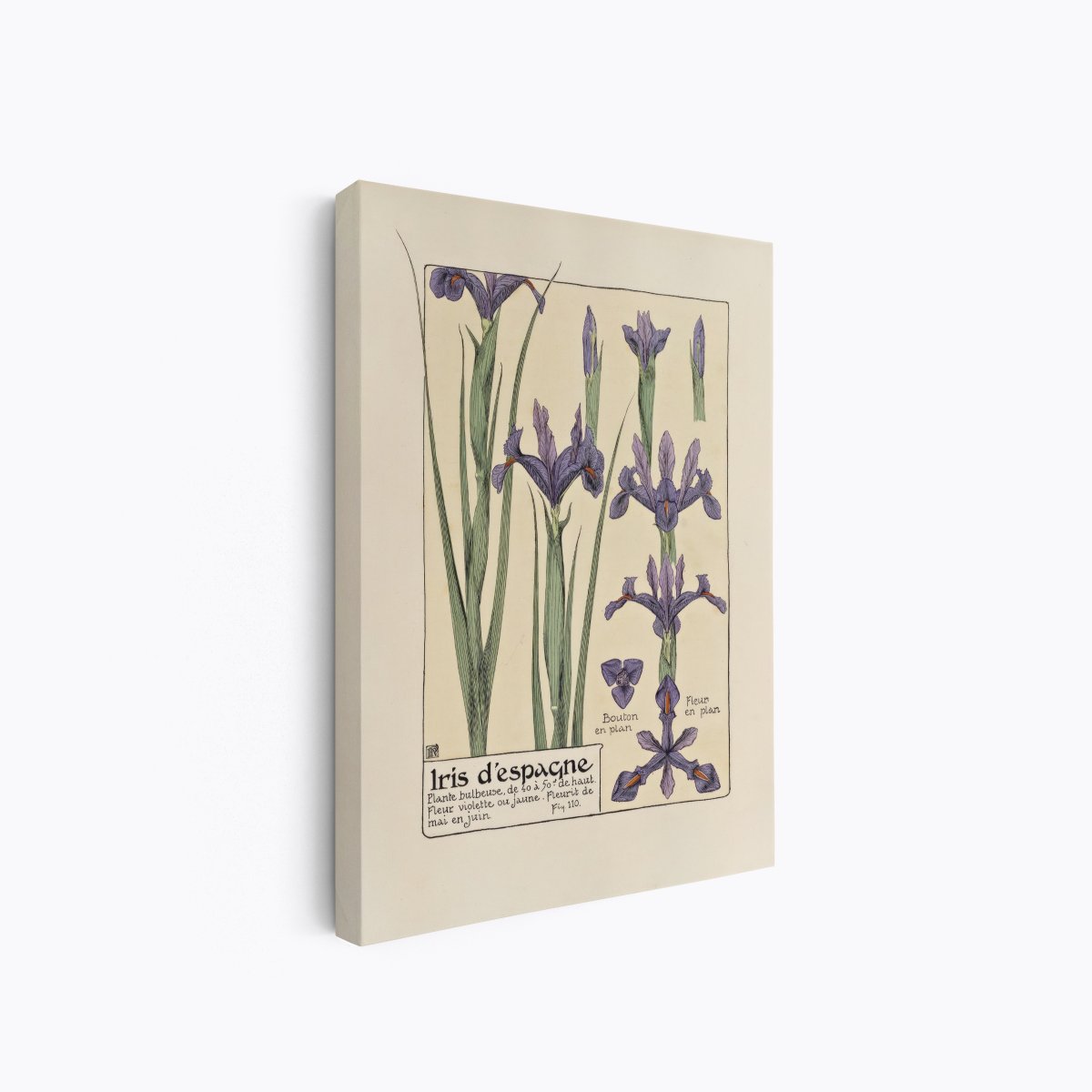 Iris d'Espagne (Spanish Iris) | Maurice Verneuil | Ave Legato Art Prints