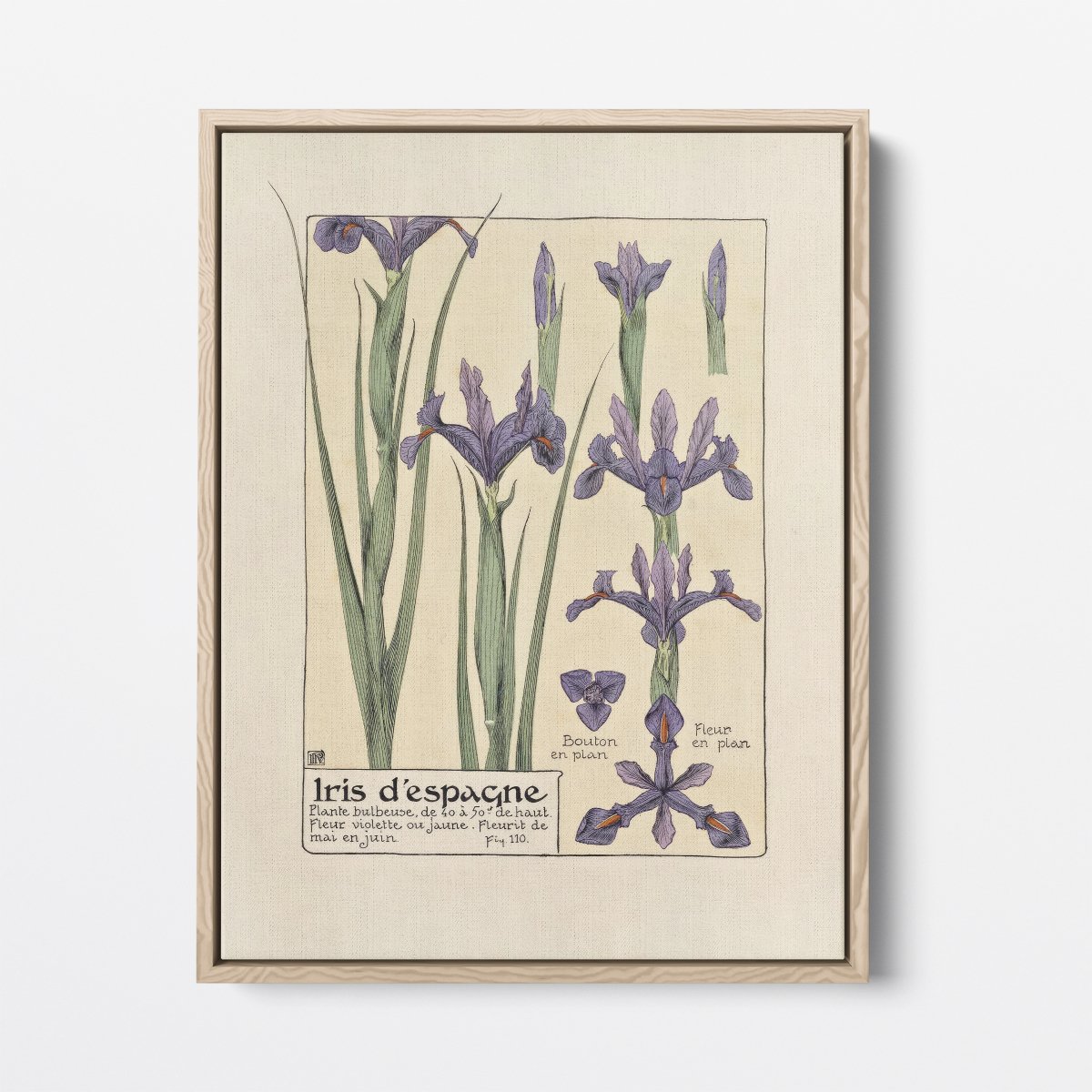 Iris d'Espagne (Spanish Iris) | Maurice Verneuil | Ave Legato Art Prints