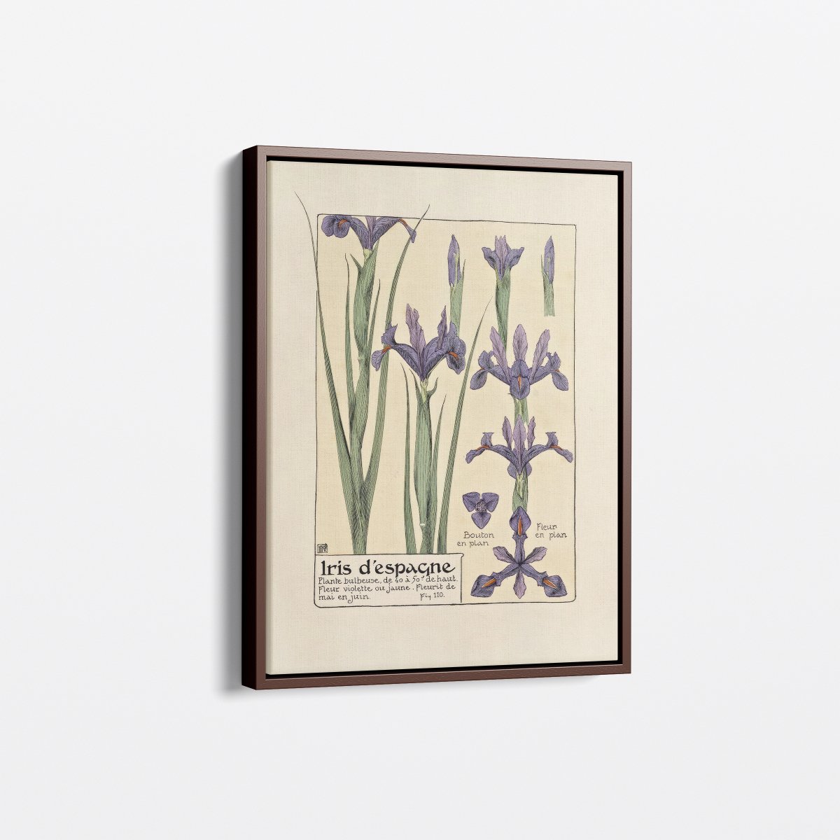 Iris d'Espagne (Spanish Iris) | Maurice Verneuil | Ave Legato Art Prints