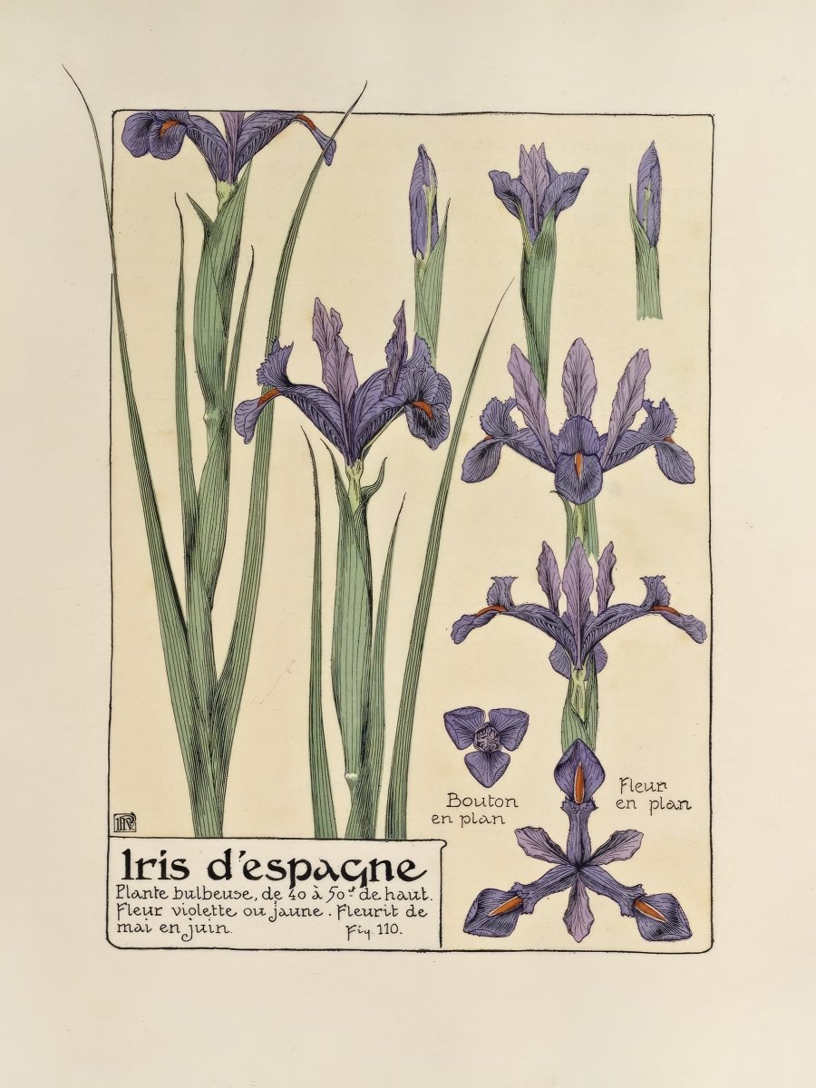 Iris d'Espagne (Spanish Iris) | Maurice Verneuil | Ave Legato Art Prints