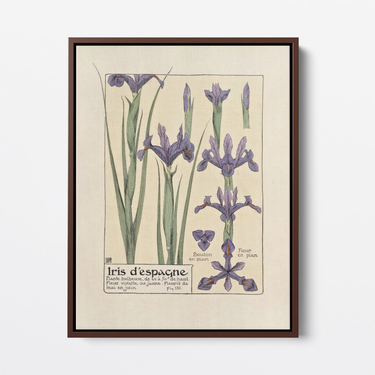 Iris d'Espagne (Spanish Iris) | Maurice Verneuil | Ave Legato Art Prints