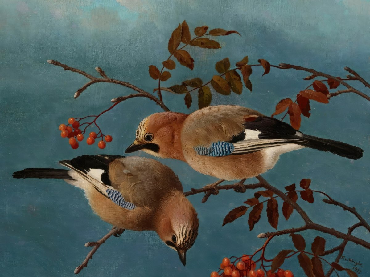 Jays | Ferdinand von Wright | Ave Legato Art Prints