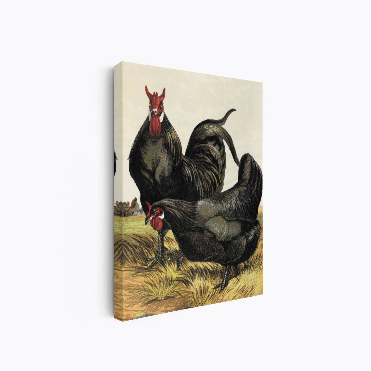 La Fleche Chicken | Harrison Weir | Ave Legato Art Prints