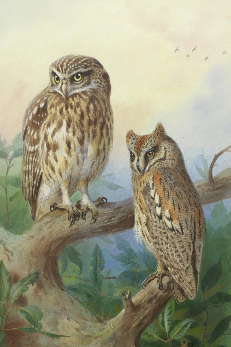 Little Owl and Scops Owl | Archibald Thorburn | Ave Legato Art Prints