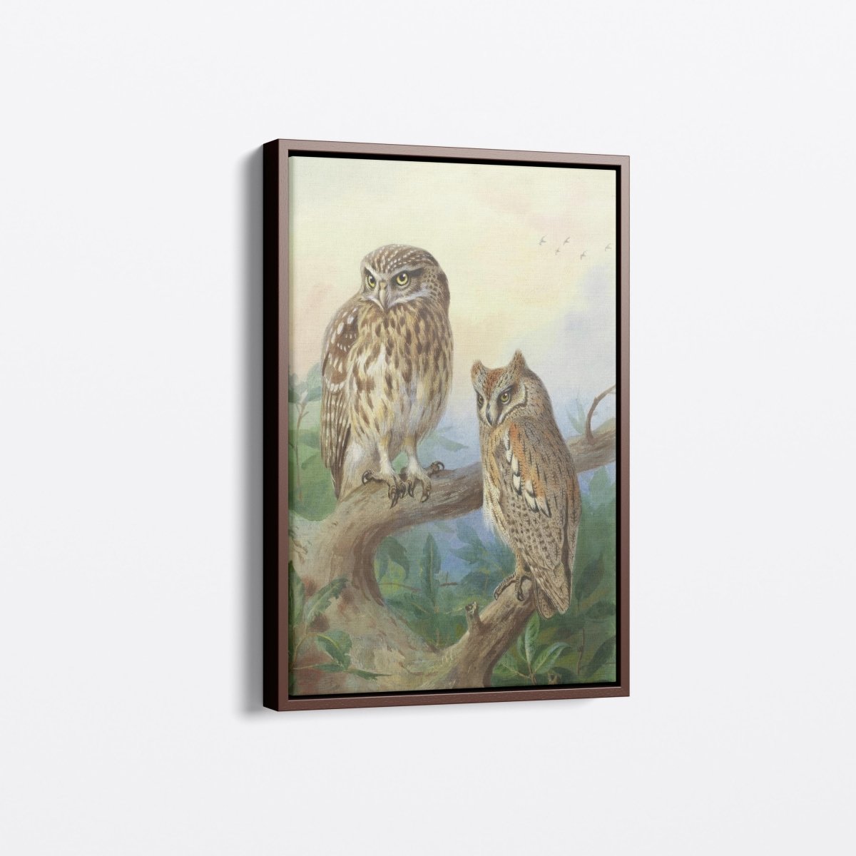 Little Owl and Scops Owl | Archibald Thorburn | Ave Legato Art Prints