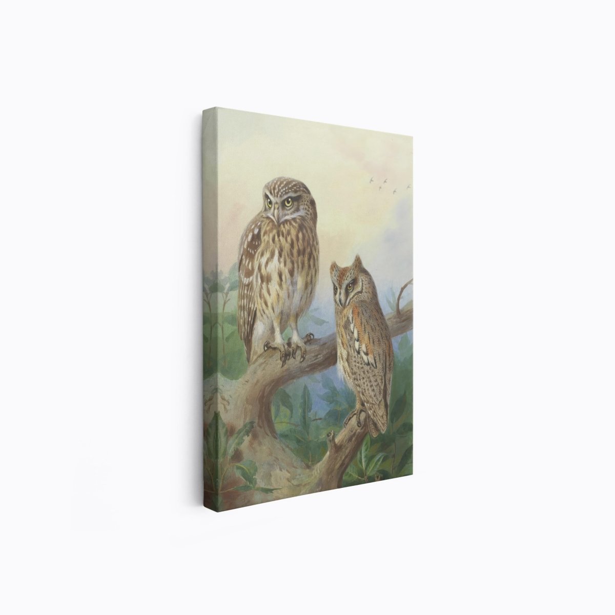 Little Owl and Scops Owl | Archibald Thorburn | Ave Legato Art Prints