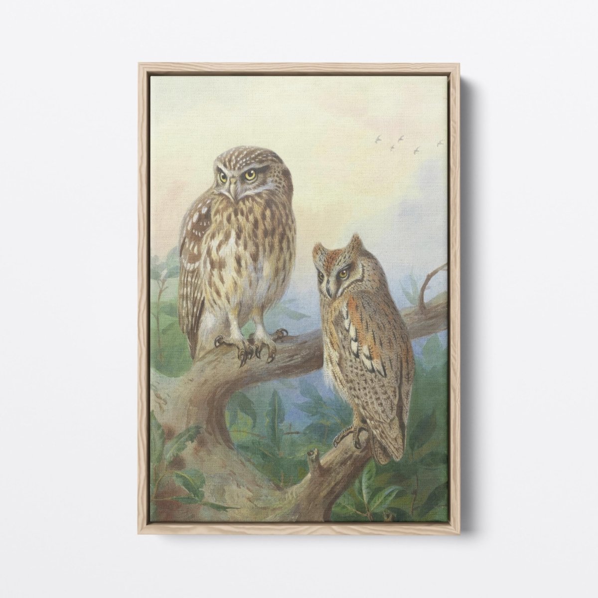 Little Owl and Scops Owl | Archibald Thorburn | Ave Legato Art Prints