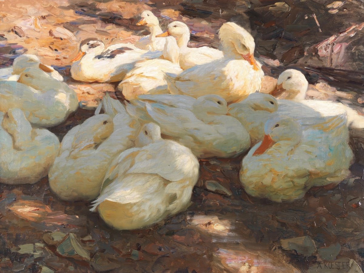 Lying Ducks | Alexander Koester | Ave Legato Art Prints