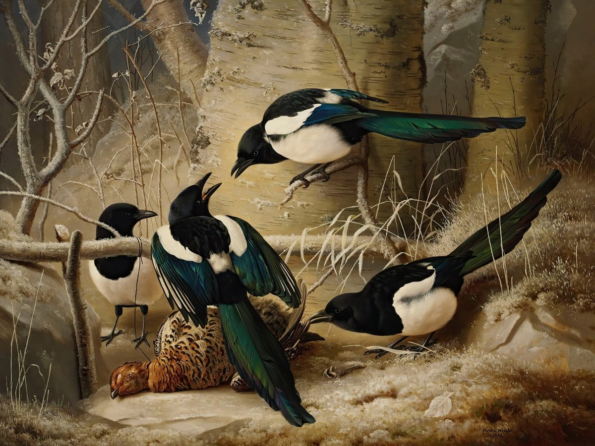 Magpies | Ferdinand von Wright | Ave Legato Art Prints