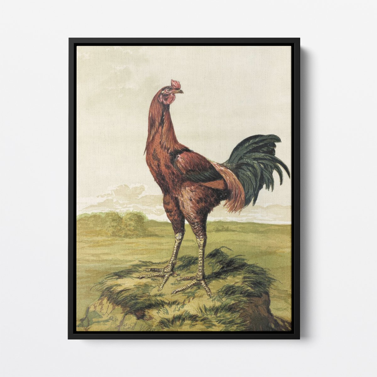 Malay Chicken | Harrison Weir | Ave Legato Art Prints