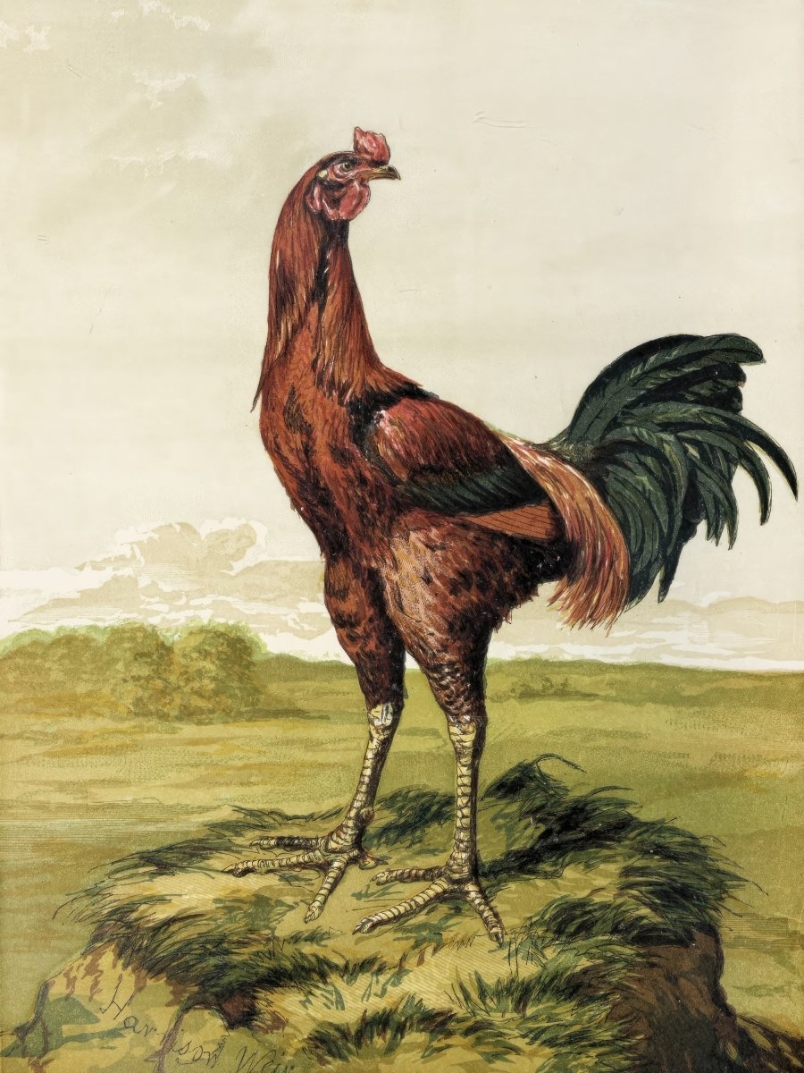 Malay Chicken | Harrison Weir | Ave Legato Art Prints