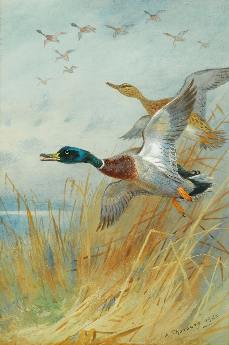 Mallard Rising | Archibald Thorburn | Ave Legato Art Prints