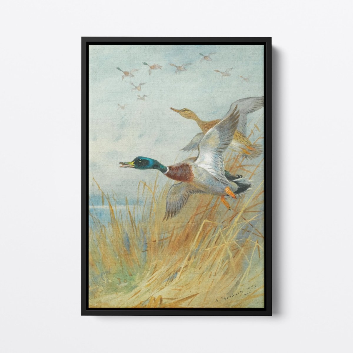 Mallard Rising | Archibald Thorburn | Ave Legato Art Prints