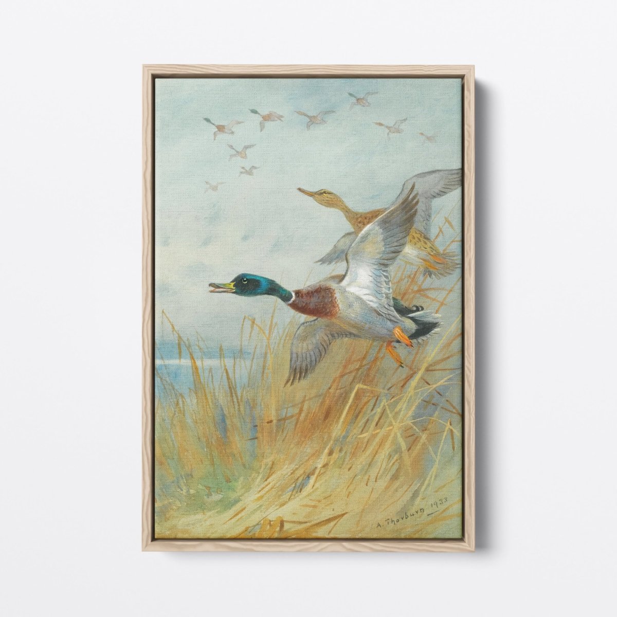 Mallard Rising | Archibald Thorburn | Ave Legato Art Prints