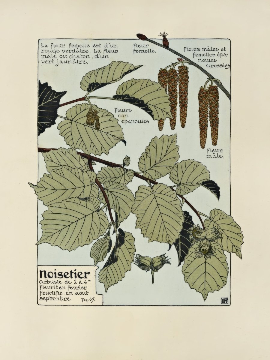 Noisetier (Hazel Tree) | Maurice Verneuil | Ave Legato Art Prints