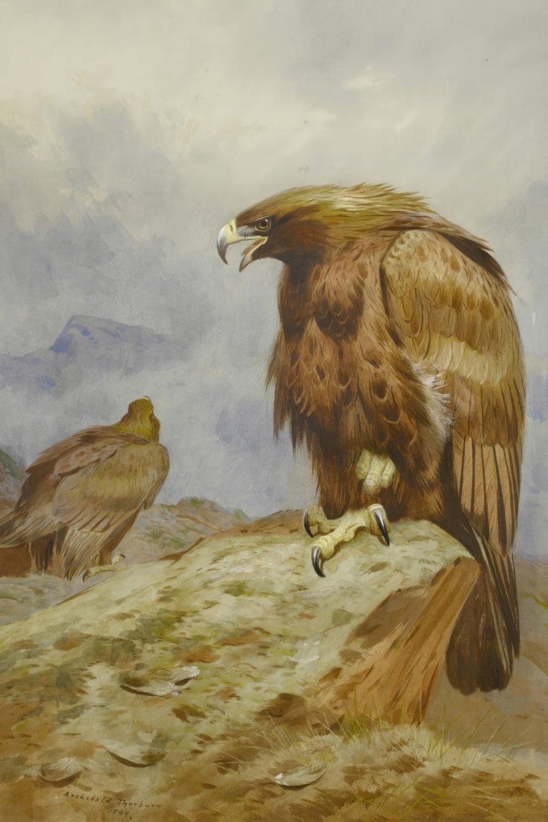 Pair of Golden Eagles | Archibald Thorburn | Ave Legato Art Prints