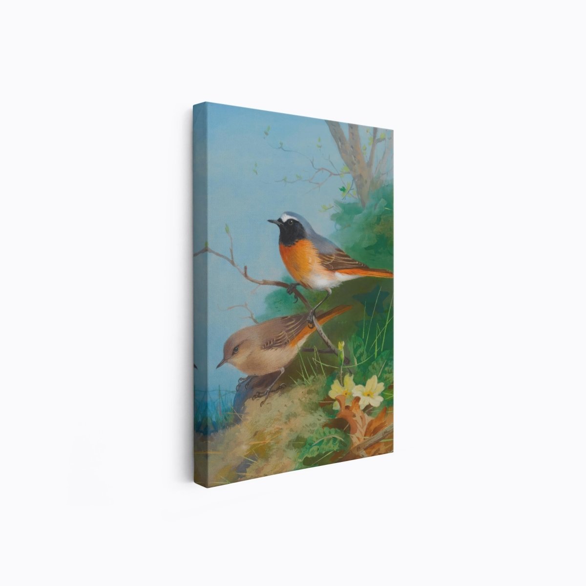 Pair of Redstarts | Archibald Thorburn | Ave Legato Art Prints