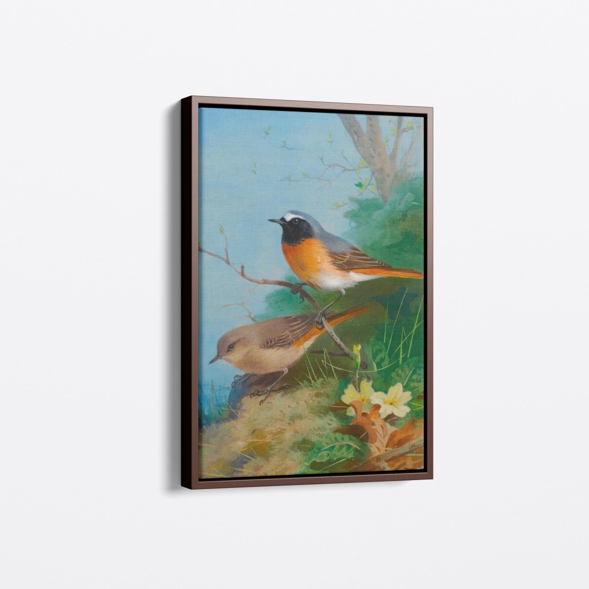 Pair of Redstarts | Archibald Thorburn | Ave Legato Art Prints