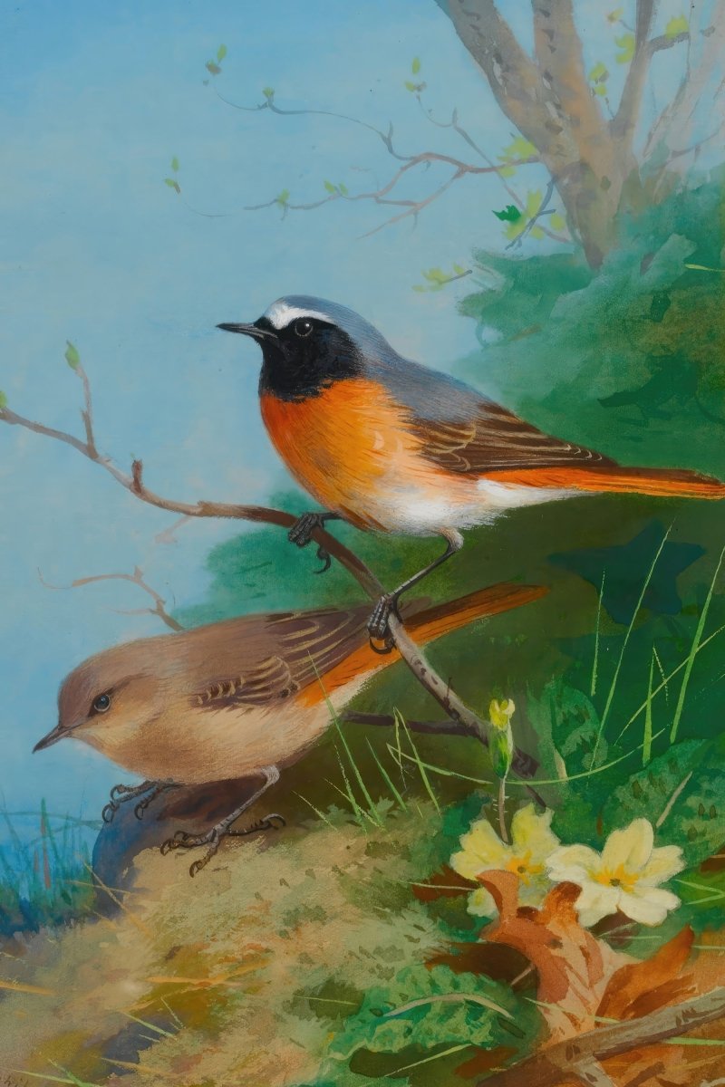 Pair of Redstarts | Archibald Thorburn | Ave Legato Art Prints