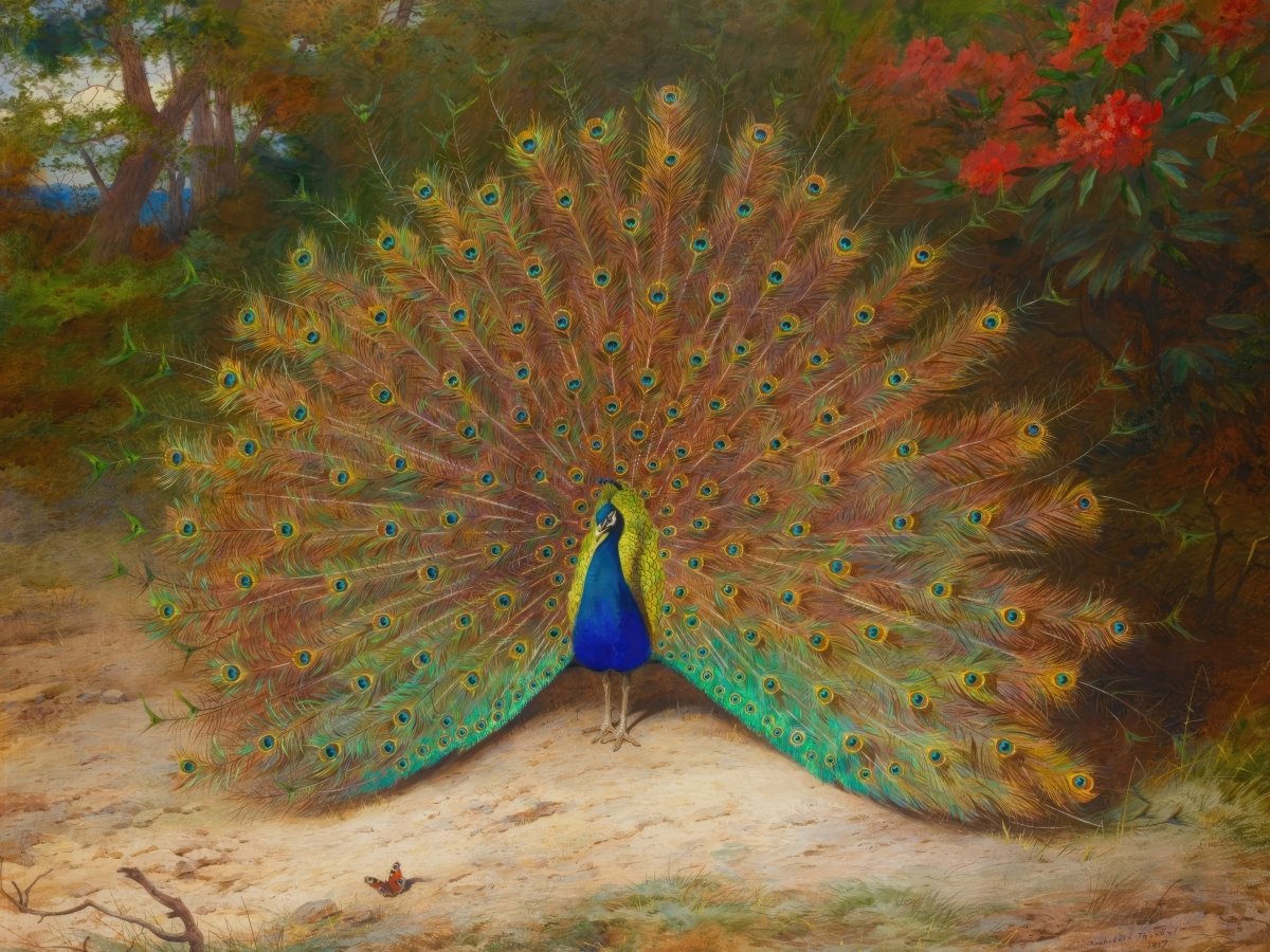 Peacock | Archibald Thorburn | Ave Legato Art Prints