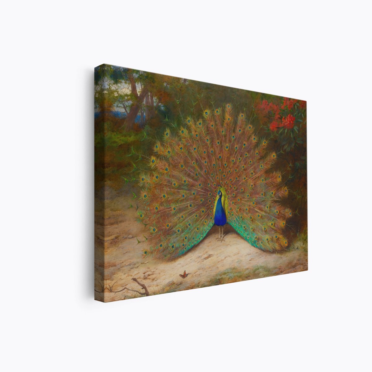 Peacock | Archibald Thorburn | Ave Legato Art Prints