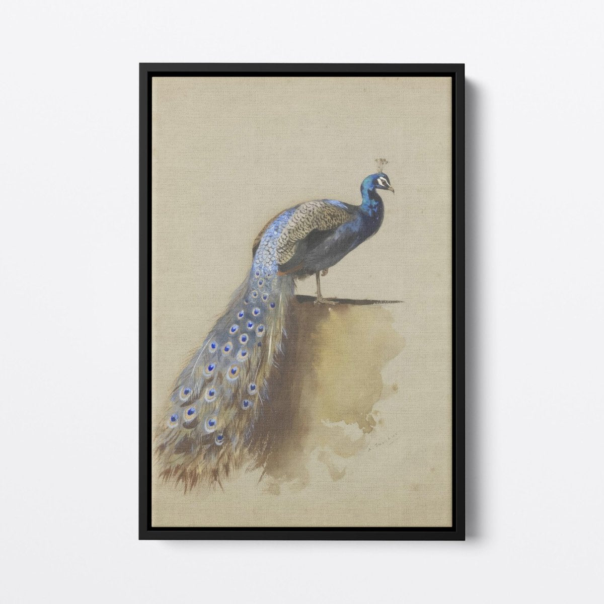 Peacock II | Archibald Thorburn | Ave Legato Art Prints