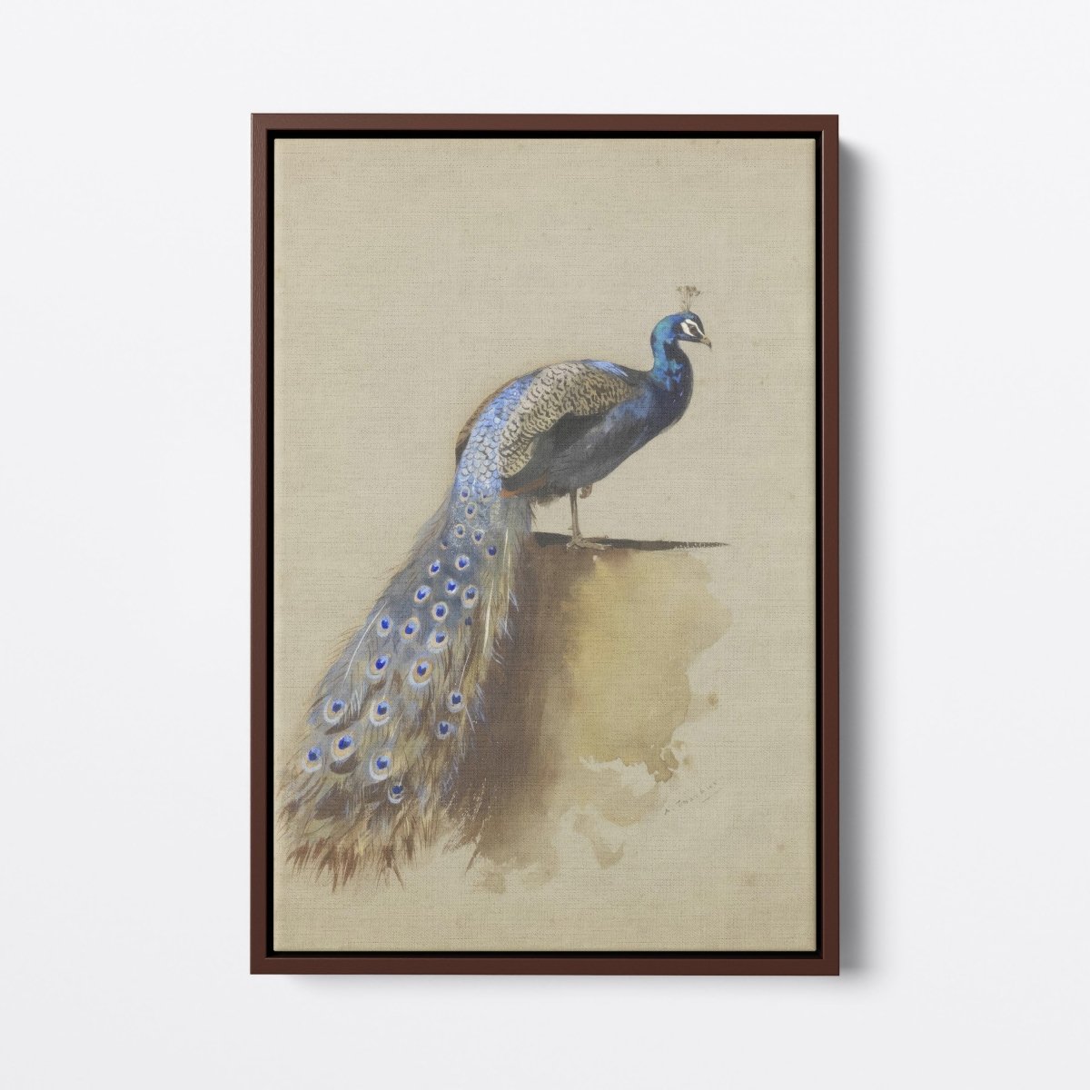 Peacock II | Archibald Thorburn | Ave Legato Art Prints