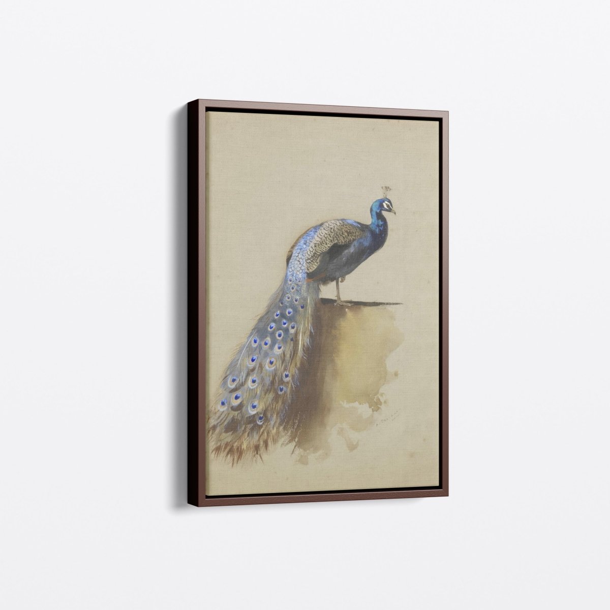 Peacock II | Archibald Thorburn | Ave Legato Art Prints