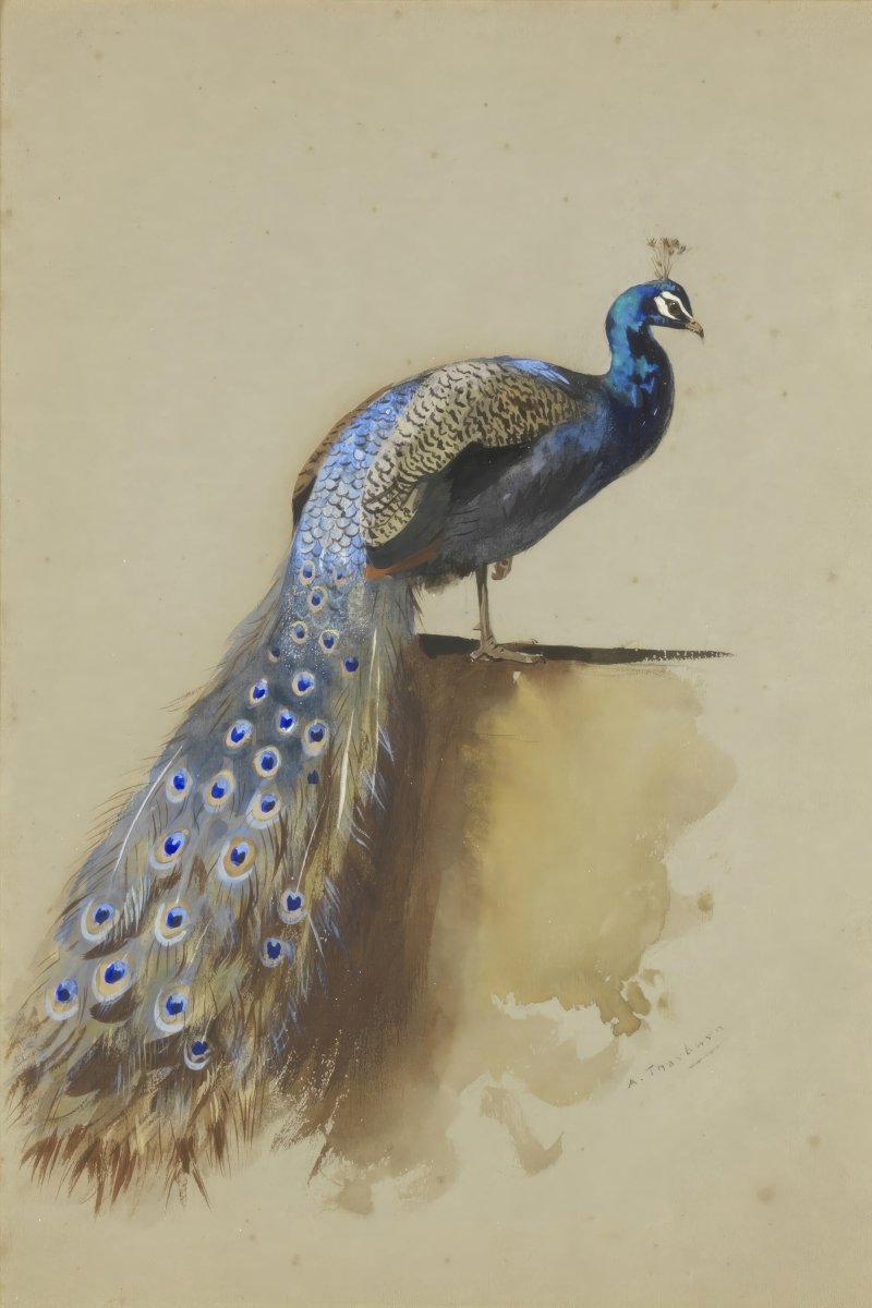 Peacock II | Archibald Thorburn | Ave Legato Art Prints