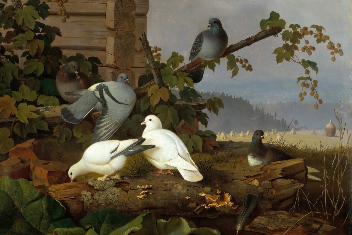 Pigeons | Ferdinand von Wright | Ave Legato Art Prints