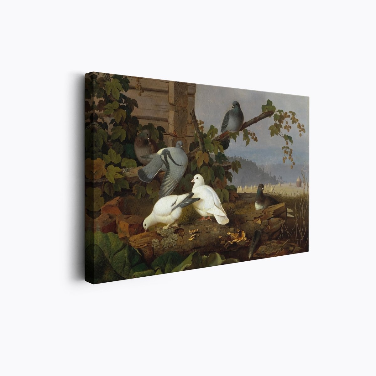 Pigeons | Ferdinand von Wright | Ave Legato Art Prints