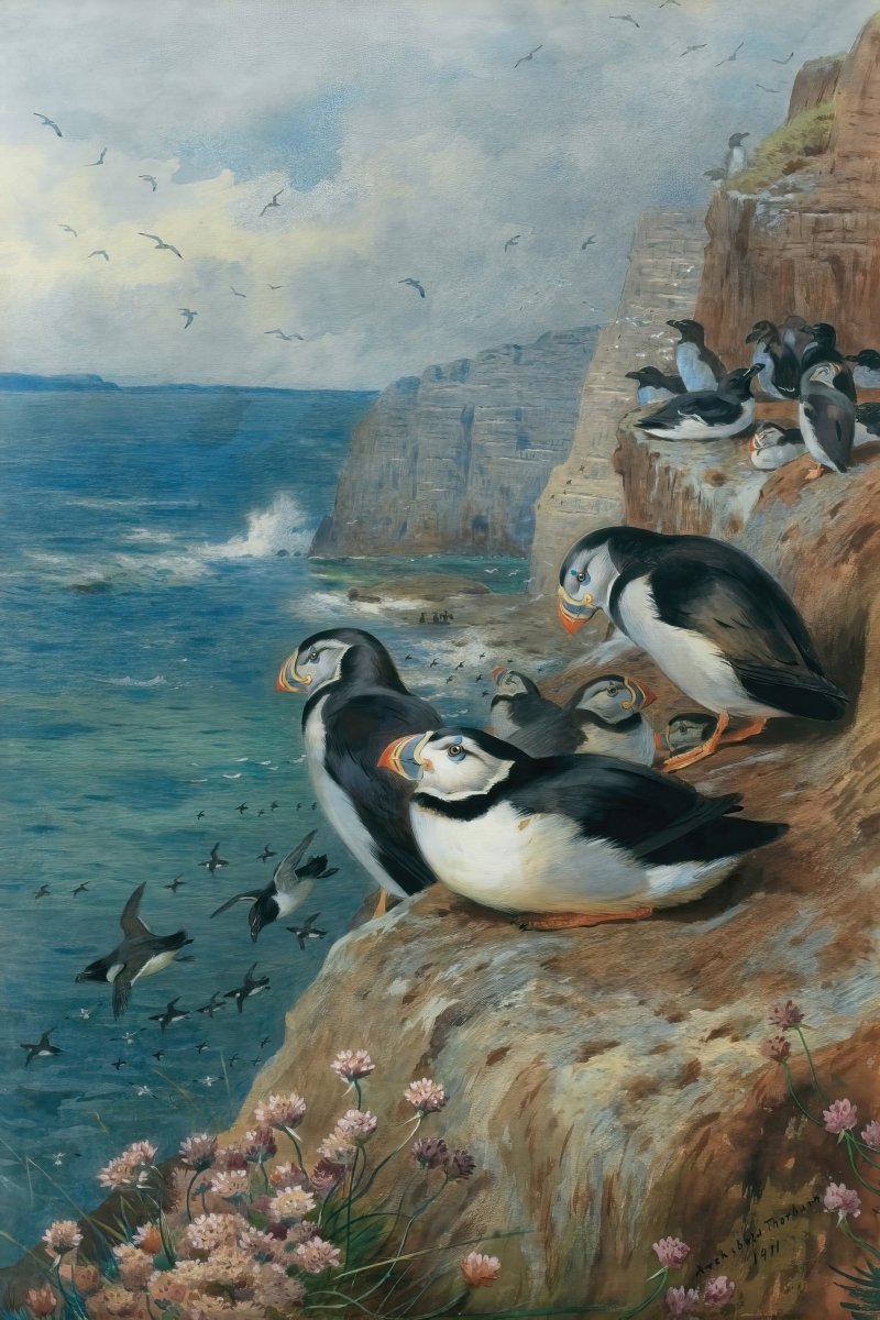 Puffin | Archibald Thorburn | Ave Legato Art Prints