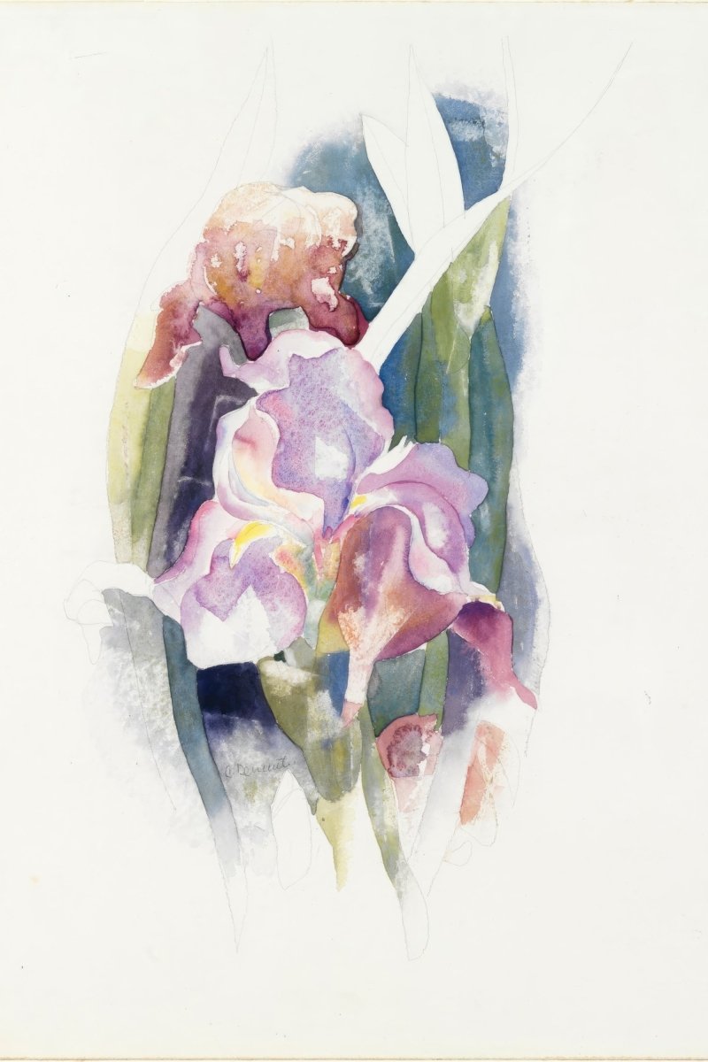 Purple Iris | Charles Demuth | Ave Legato Art Prints