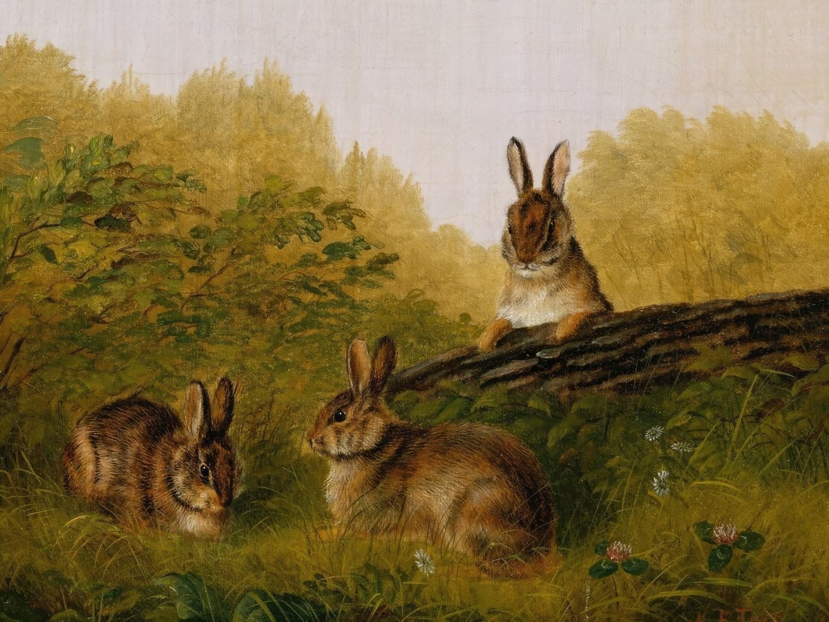 Rabbits on a Log | Arthur Tait | Ave Legato Art Prints