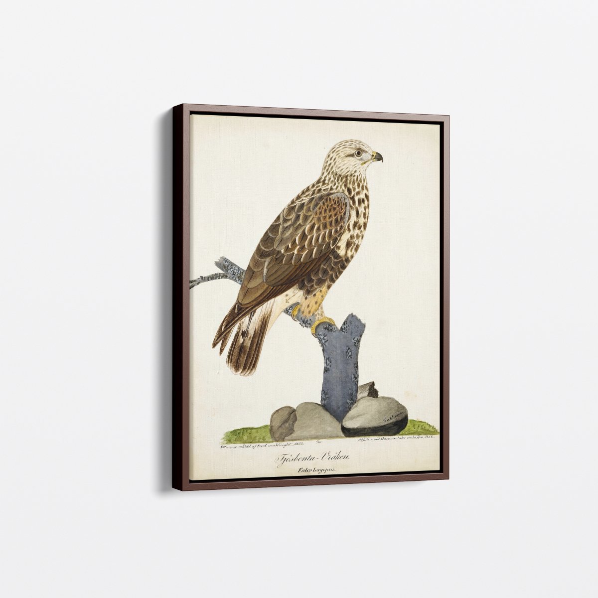 Rough - Legged Buzzard | Ferdinand von Wright | Ave Legato Art Prints