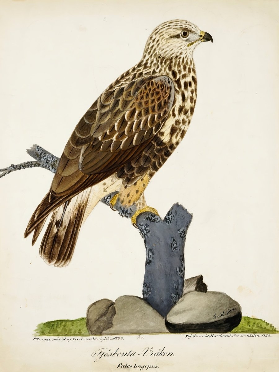 Rough - Legged Buzzard | Ferdinand von Wright | Ave Legato Art Prints