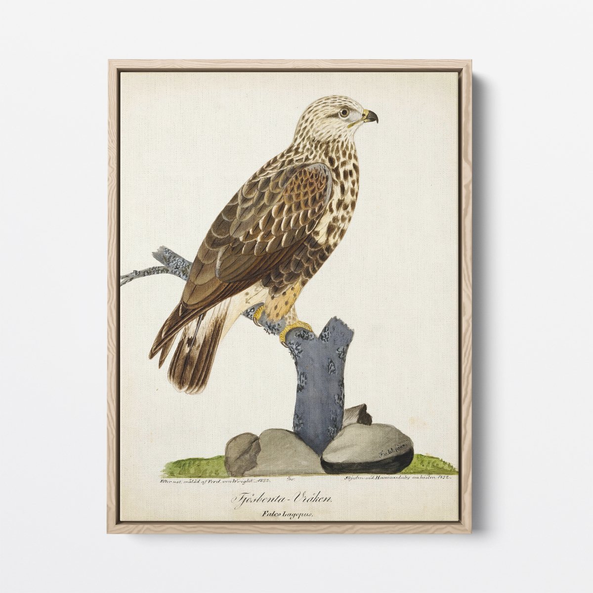 Rough - Legged Buzzard | Ferdinand von Wright | Ave Legato Art Prints