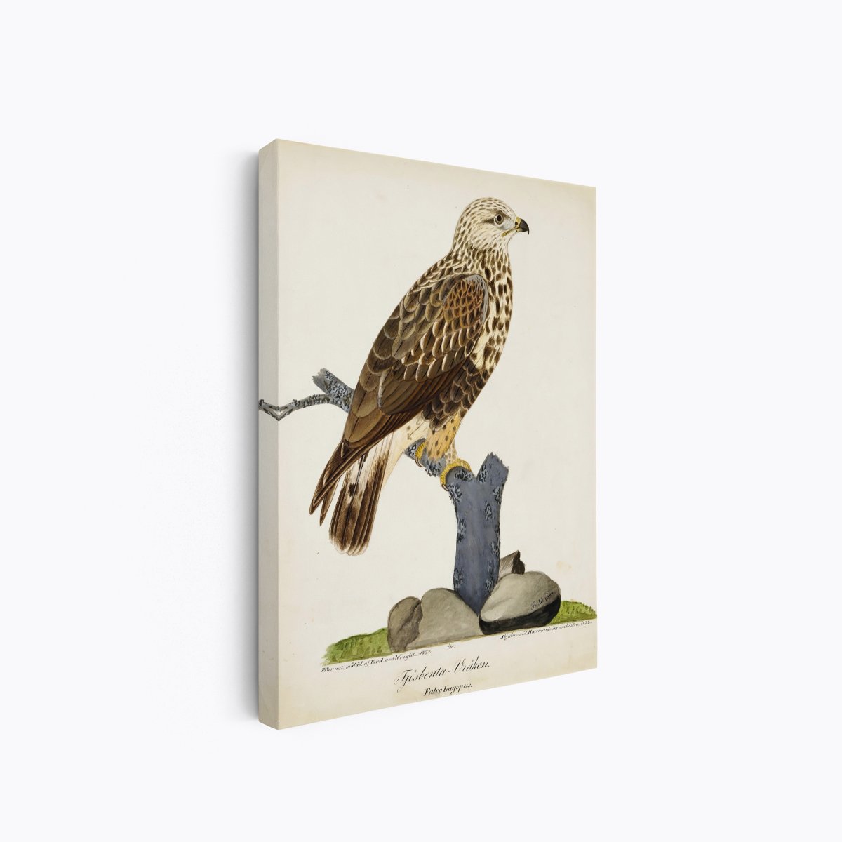 Rough - Legged Buzzard | Ferdinand von Wright | Ave Legato Art Prints