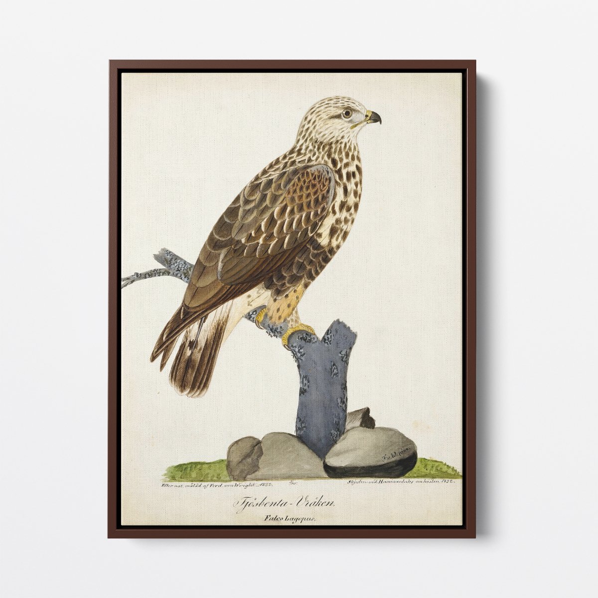 Rough - Legged Buzzard | Ferdinand von Wright | Ave Legato Art Prints