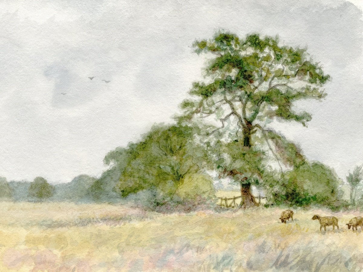 Sheep in a Field | Sydney John Bunney | Ave Legato Art Prints