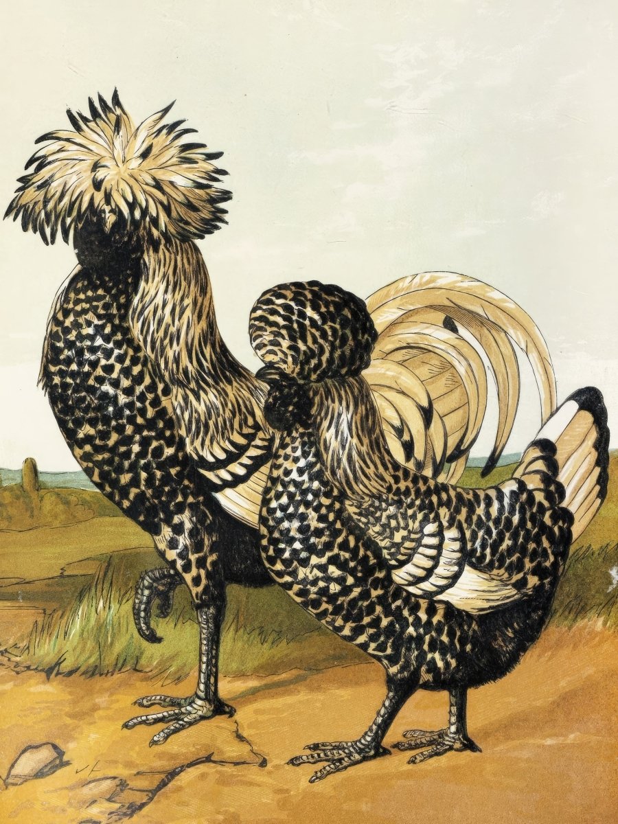 Silver Polish Chicken | Harrison Weir | Ave Legato Art Prints