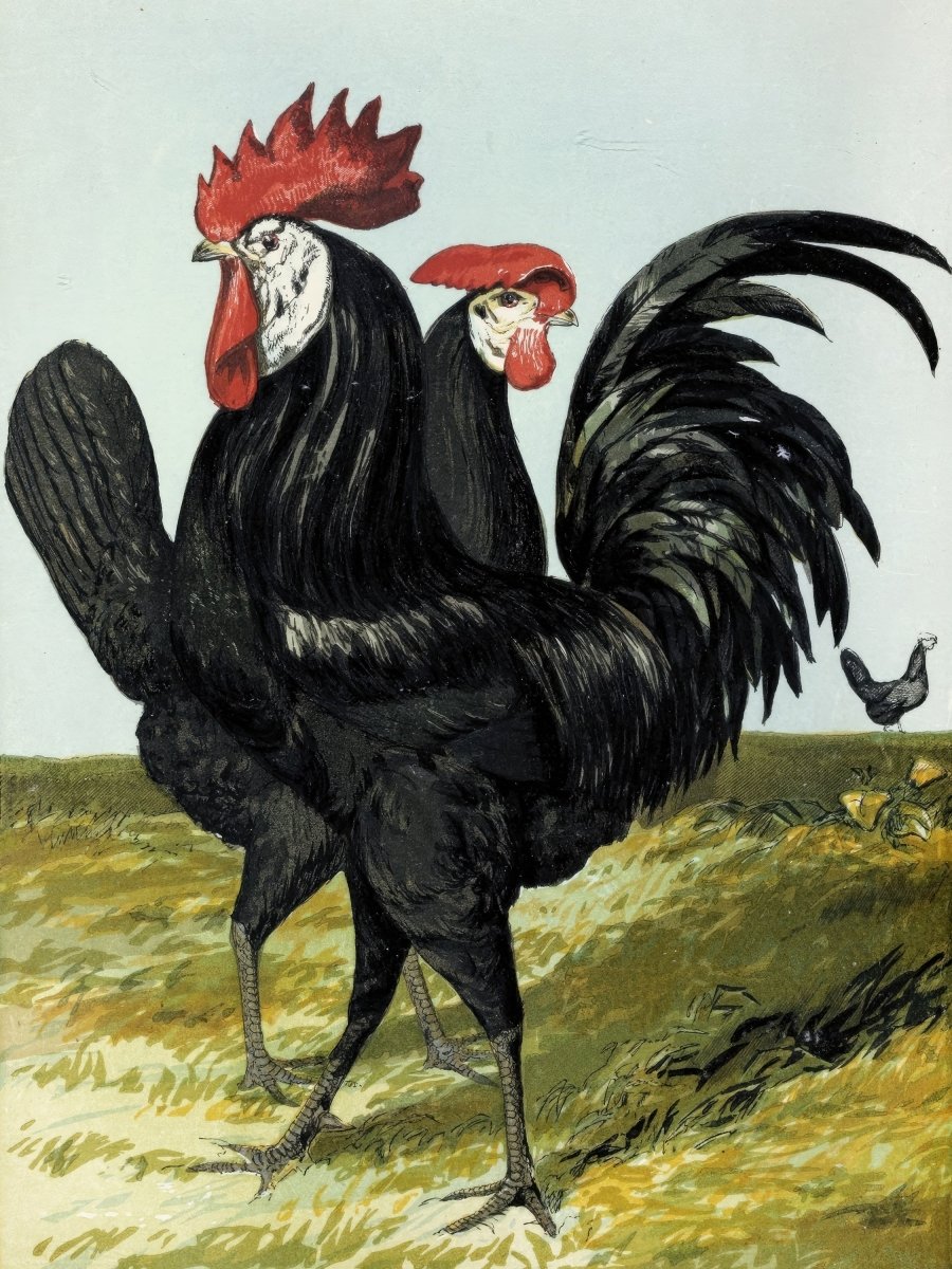 Spanish Rooster and Hen | Harrison Weir | Ave Legato Art Prints