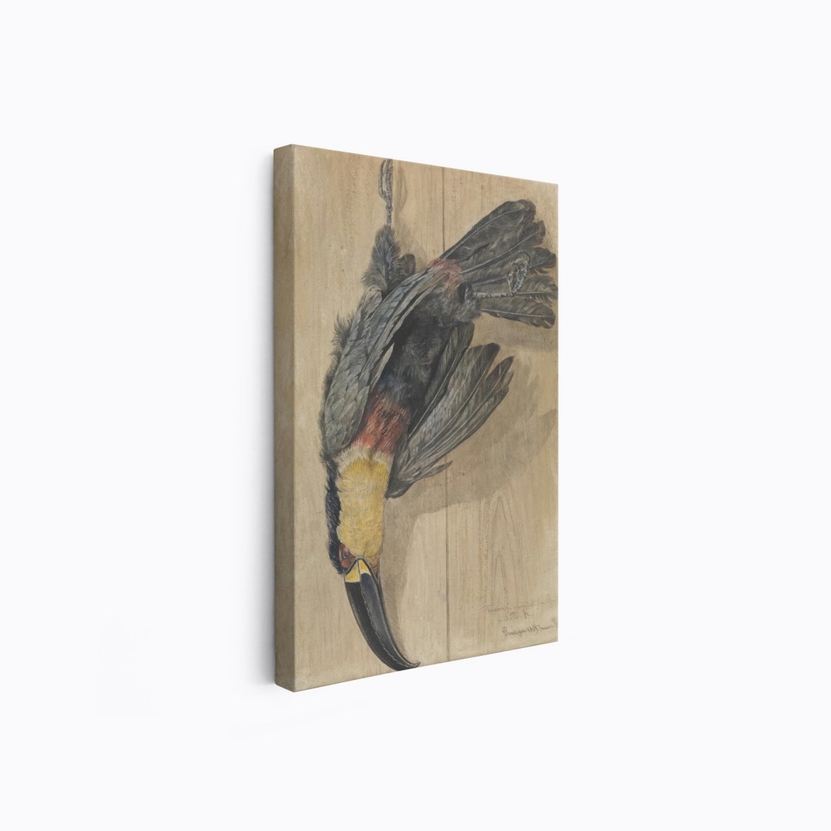 Study of a Dead Toucan | Ferdinand Keller | Ave Legato Art Prints