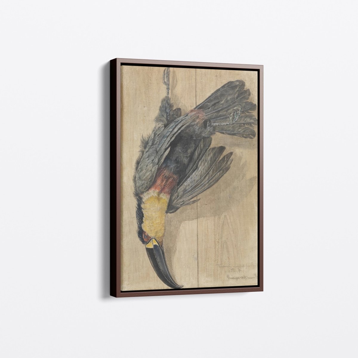 Study of a Dead Toucan | Ferdinand Keller | Ave Legato Art Prints