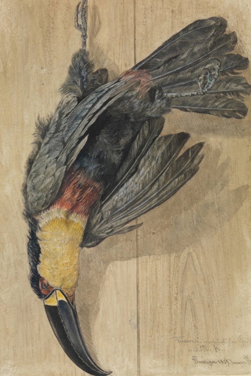 Study of a Dead Toucan | Ferdinand Keller | Ave Legato Art Prints