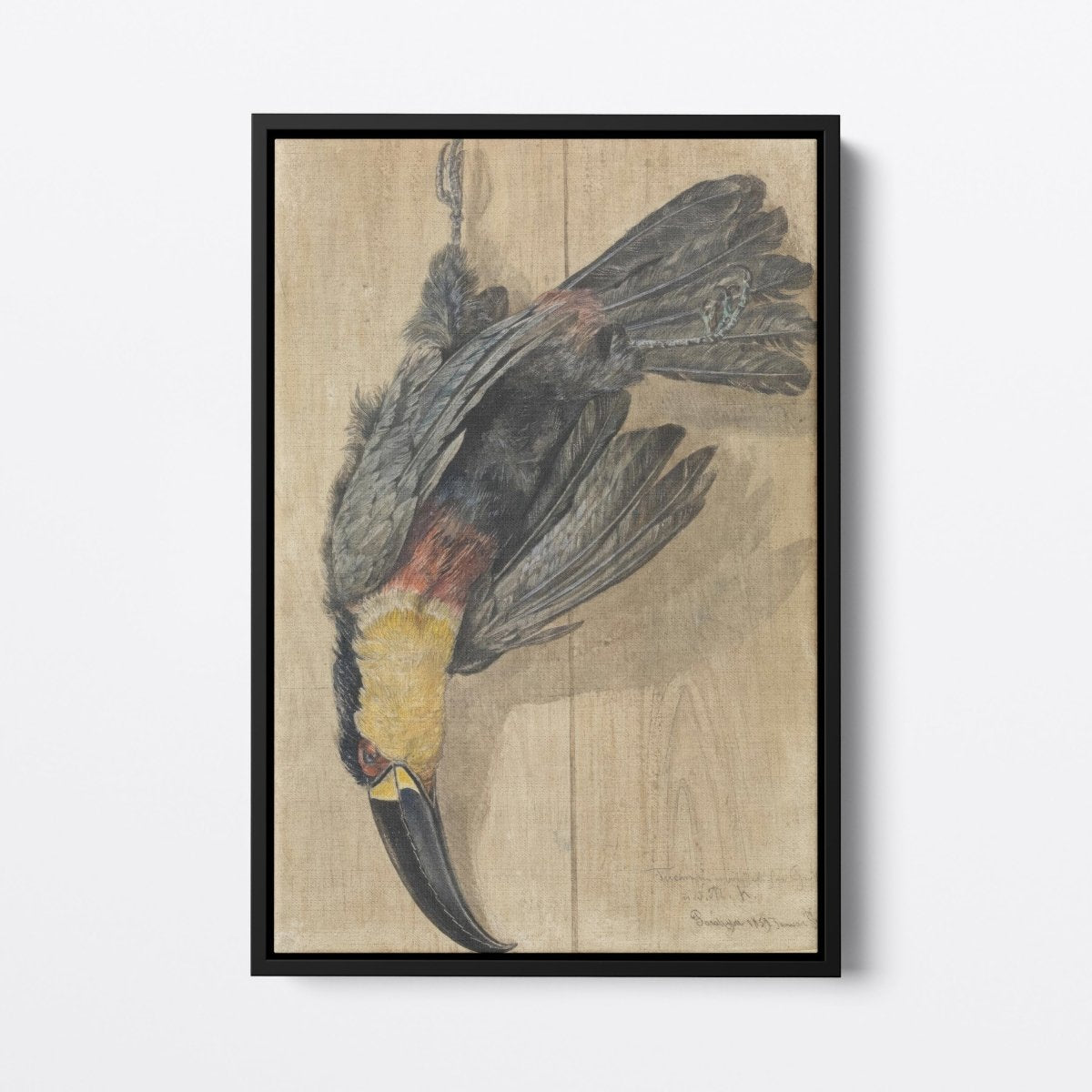 Study of a Dead Toucan | Ferdinand Keller | Ave Legato Art Prints