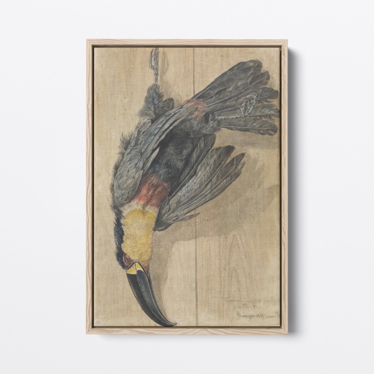 Study of a Dead Toucan | Ferdinand Keller | Ave Legato Art Prints