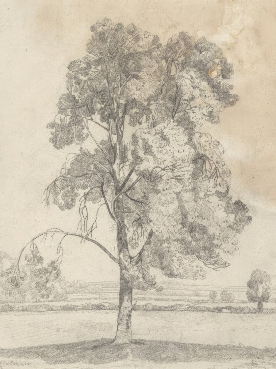 Study of a Tree (Cotman) | John Cotman | Ave Legato Art Prints